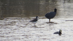 Fulica armillata