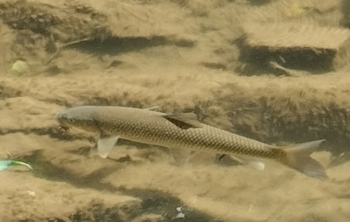 Iberian barbel (Luciobarbus bocagei) — Cyprinidae — 2