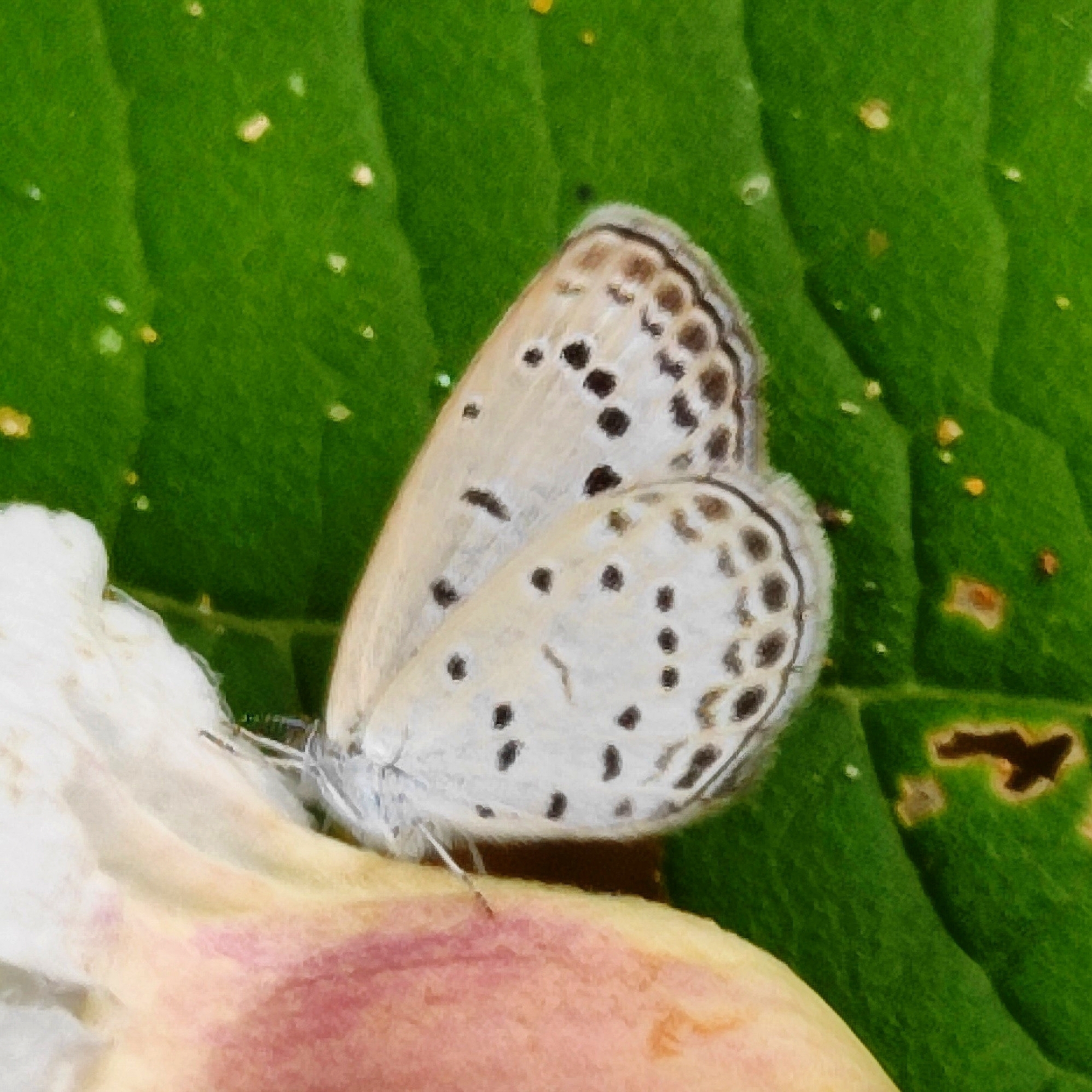 Pale Grass Blue