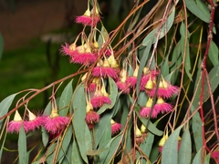 Eucalyptus sideroxylon