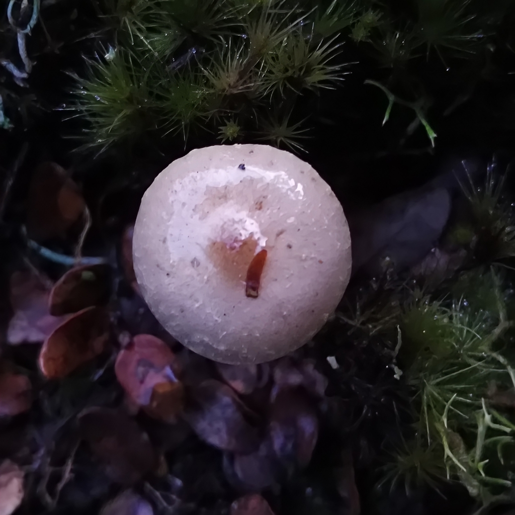 Pholiota · June 2025 · photo: © zedt (iNaturalist, cc-by)