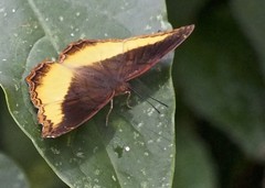 Eurytela dryope