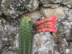 Borzicactus sepium