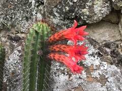 Borzicactus sepium