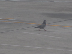 Columba livia domestica