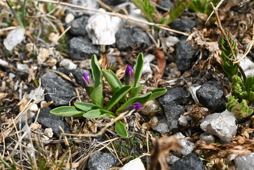 Alpine primrose