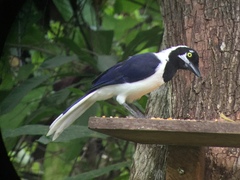 Cyanocorax mystacalis