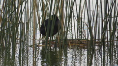 Fulica armillata