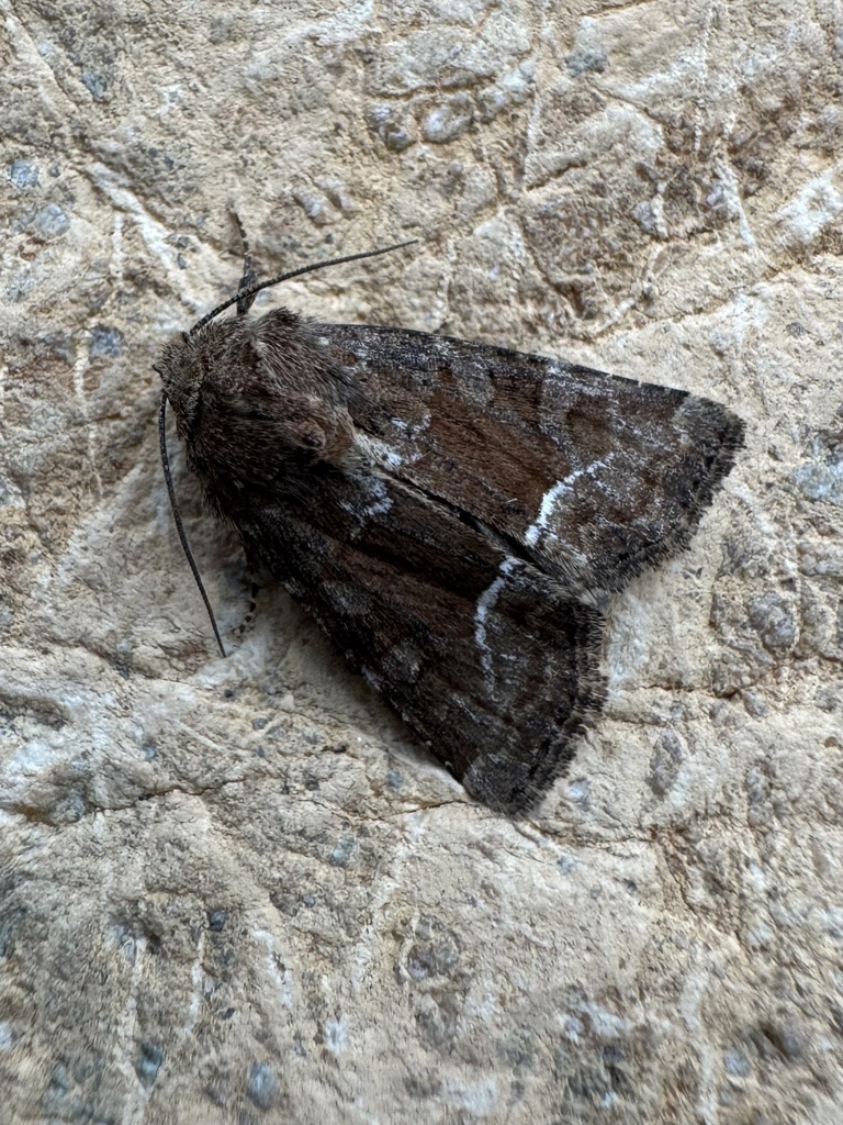 Oligia pseudodubia