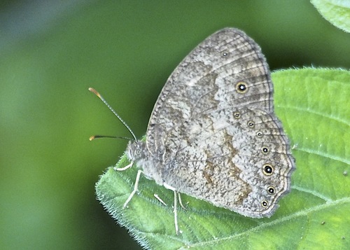 Jeffrey’s Bush Brown