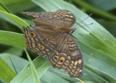 Junonia chorimene