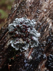 Coccocarpia erythroxyli