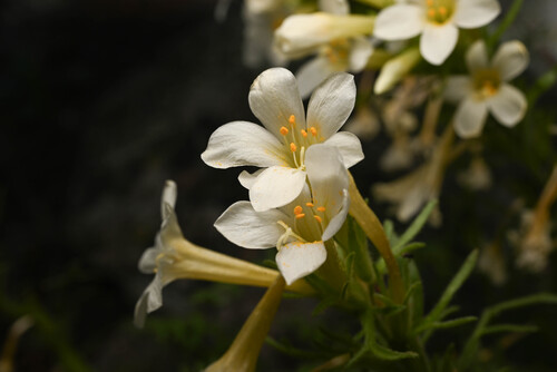 Brandegee's Jacob's-ladder (Polemonium brandegeei)