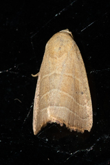Bagisara repanda