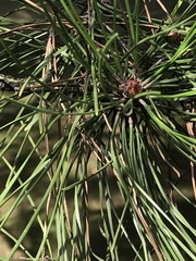 Pinus tabuliformis