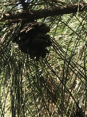 Pinus tabuliformis