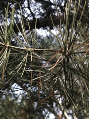 Pinus bungeana