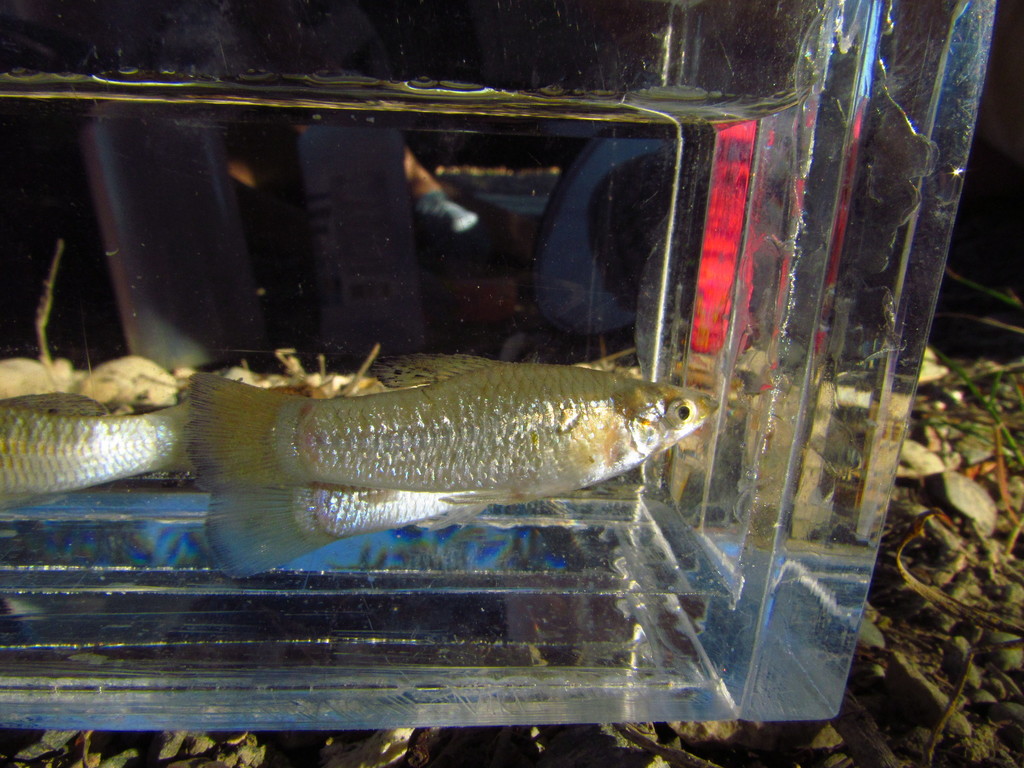 Perugia's limia (Limia perugiae) — Poeciliidae