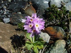 Primula magellanica