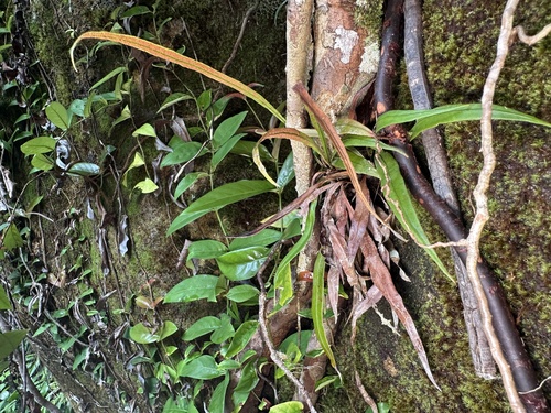 Syngramma borneensis observed 2025-04-18