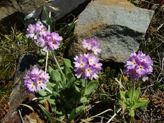 Primula magellanica