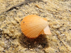 Chlamys hastata