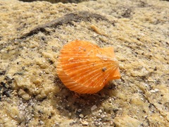 Chlamys hastata