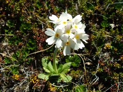 Primula magellanica