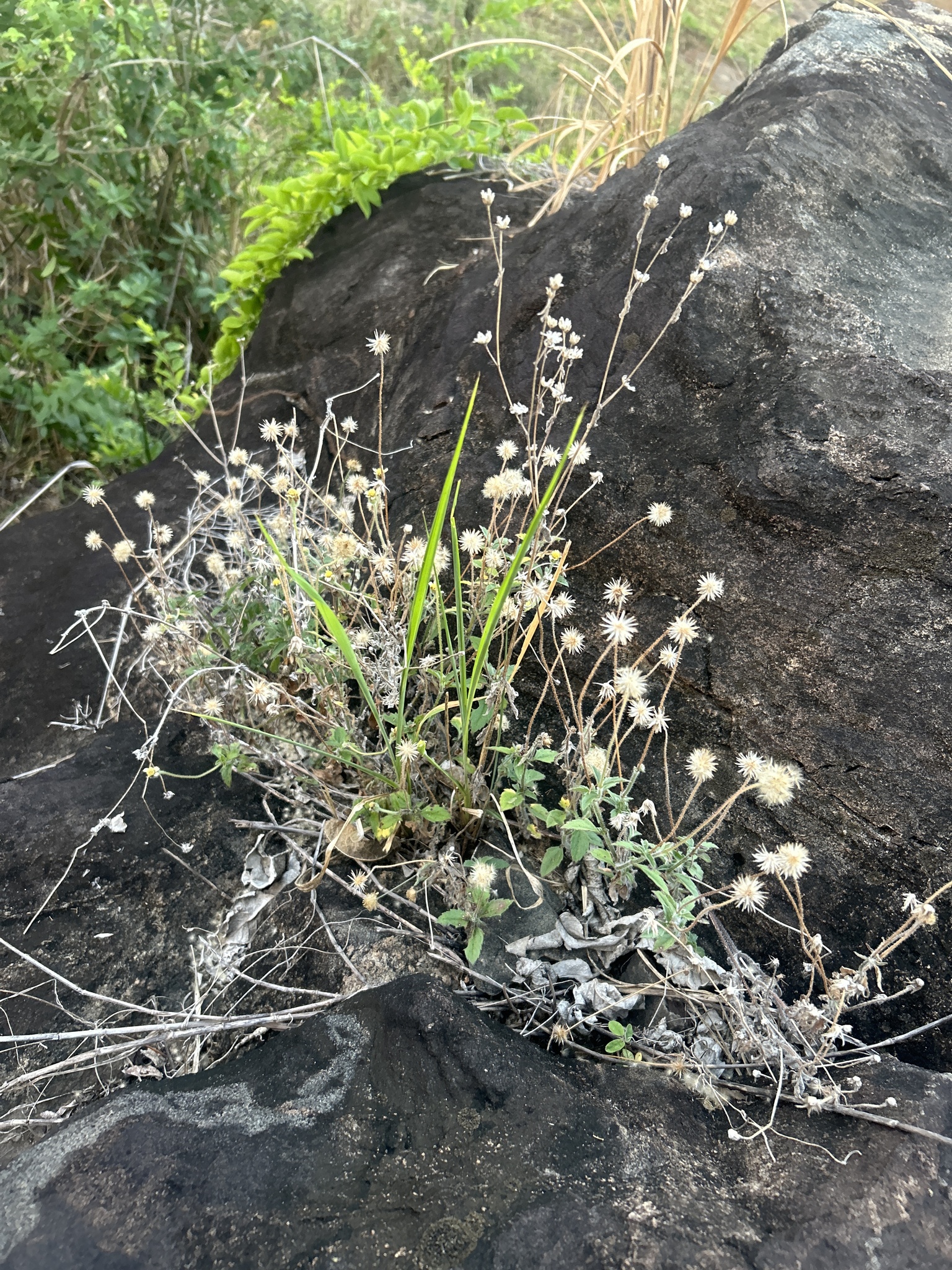 Tridax procumbens