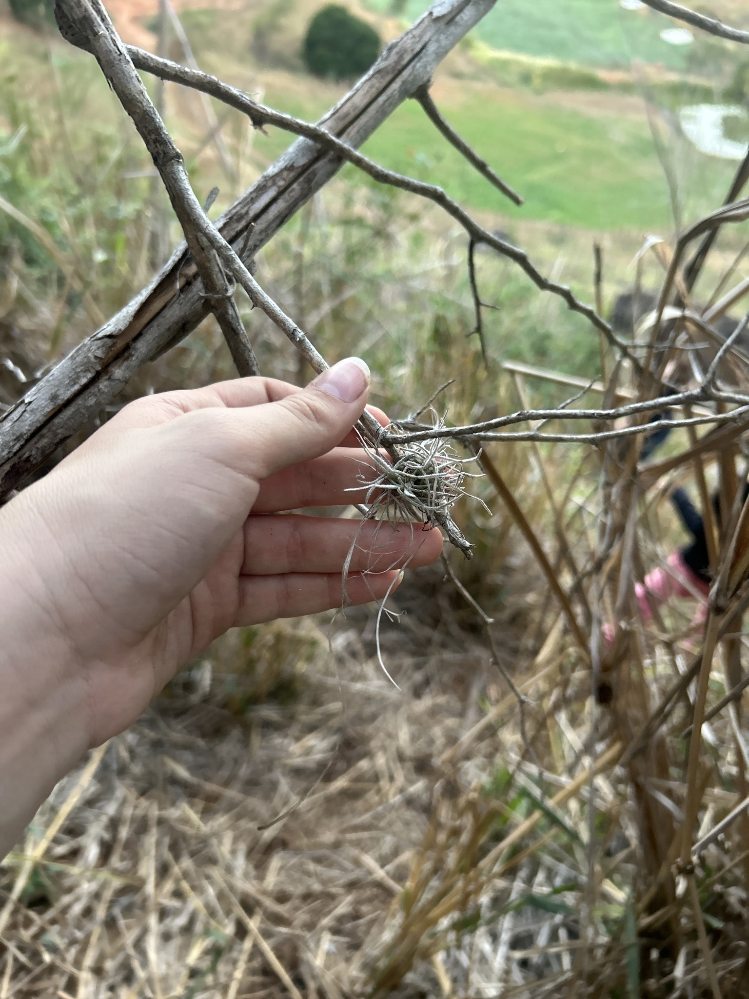 Tillandsia recurvata