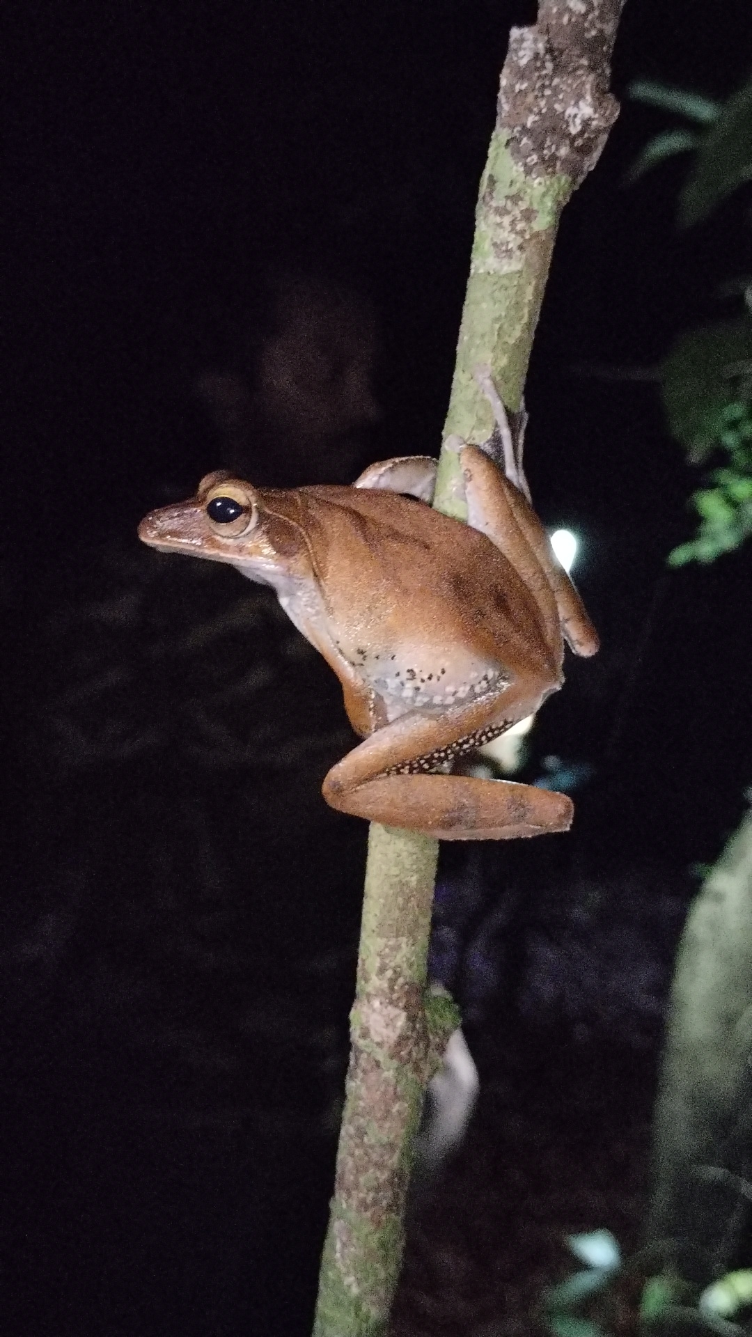 Nagercoil Whipping Frog