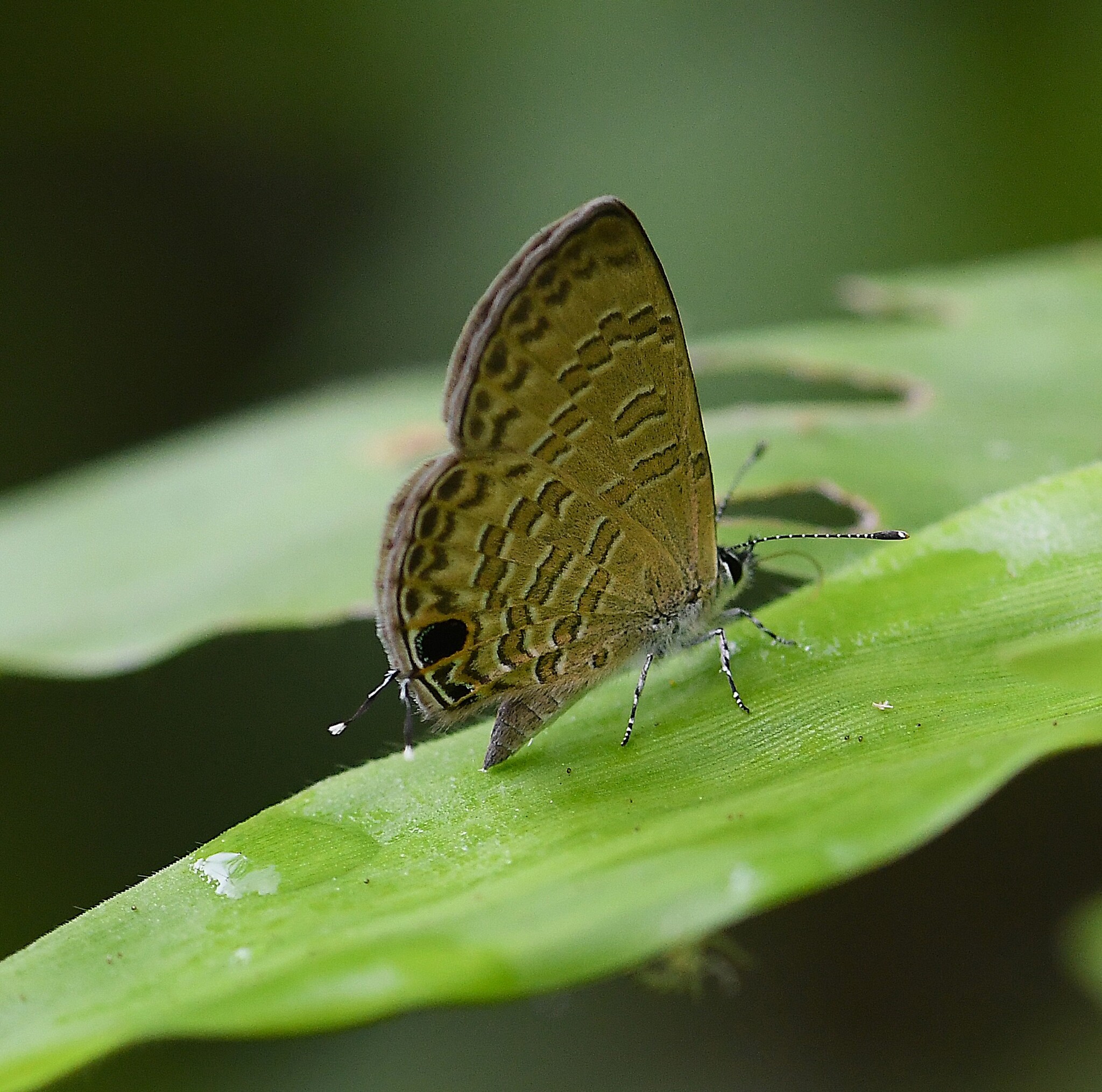 Common Lineblue