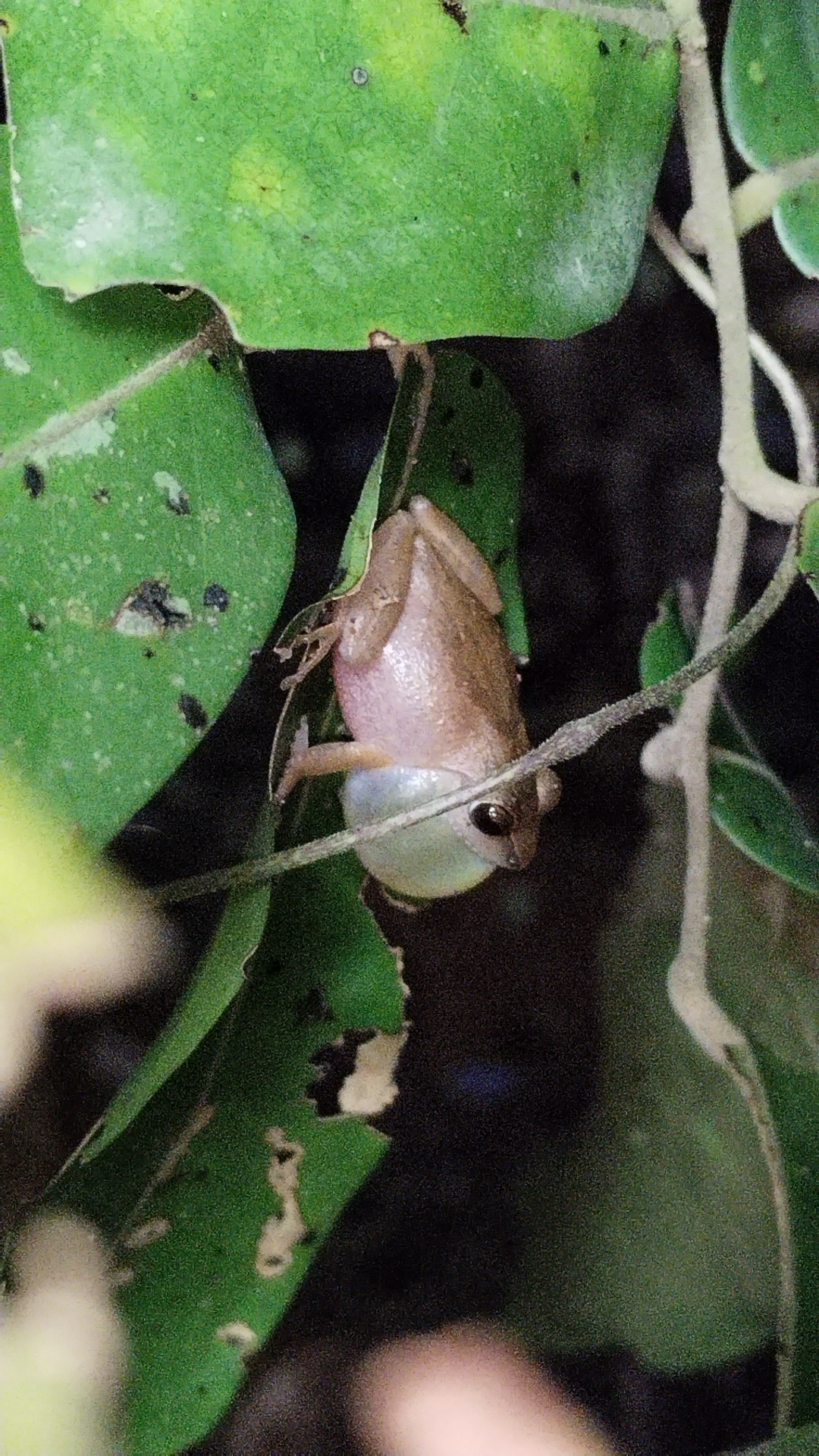 Wynaad Brown Eared Shrub Frog