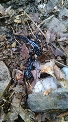 Plethodon sequoyah
