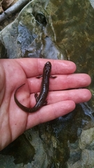 Desmognathus brimleyorum