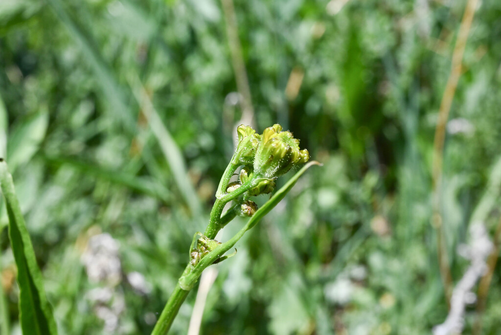 Water Ragwort water ragwort from Larimer County, CO, USA on June 15, 2025 at 11:03 AM ...