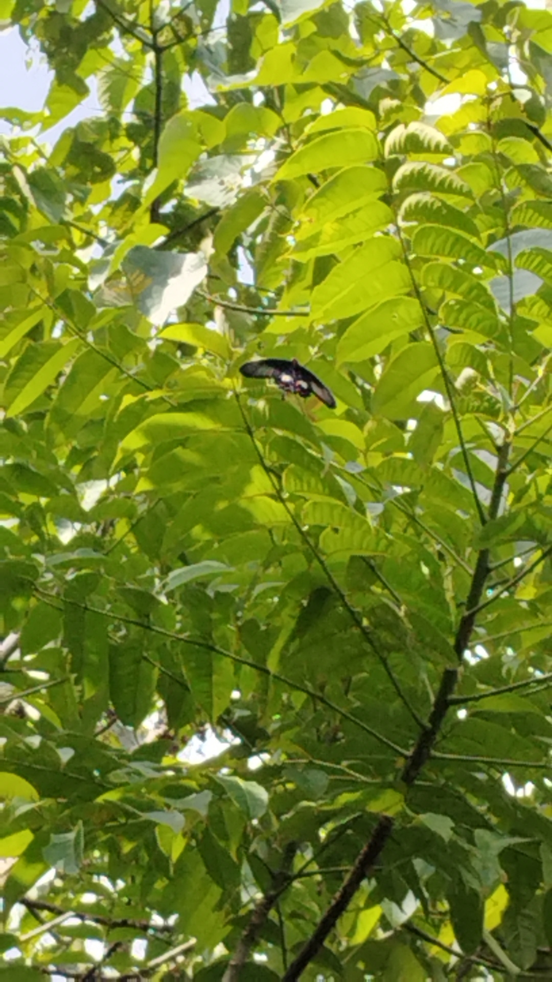 Common Rose