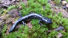 Plethodon kiamichi