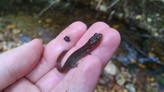 Desmognathus brimleyorum