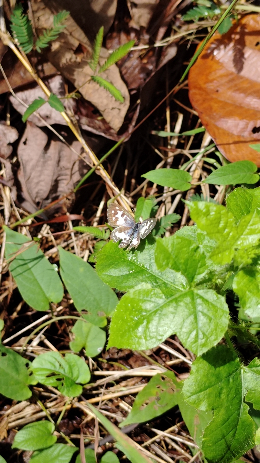 Common Pierrot