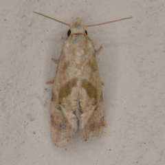 Eublemma minima
