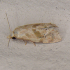 Eublemma minima