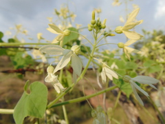 Echinopepon pubescens