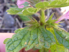 Lamium confertum