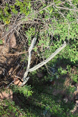 Peniocereus greggii greggii