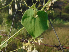Echinopepon pubescens