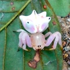 Epicadus heterogaster