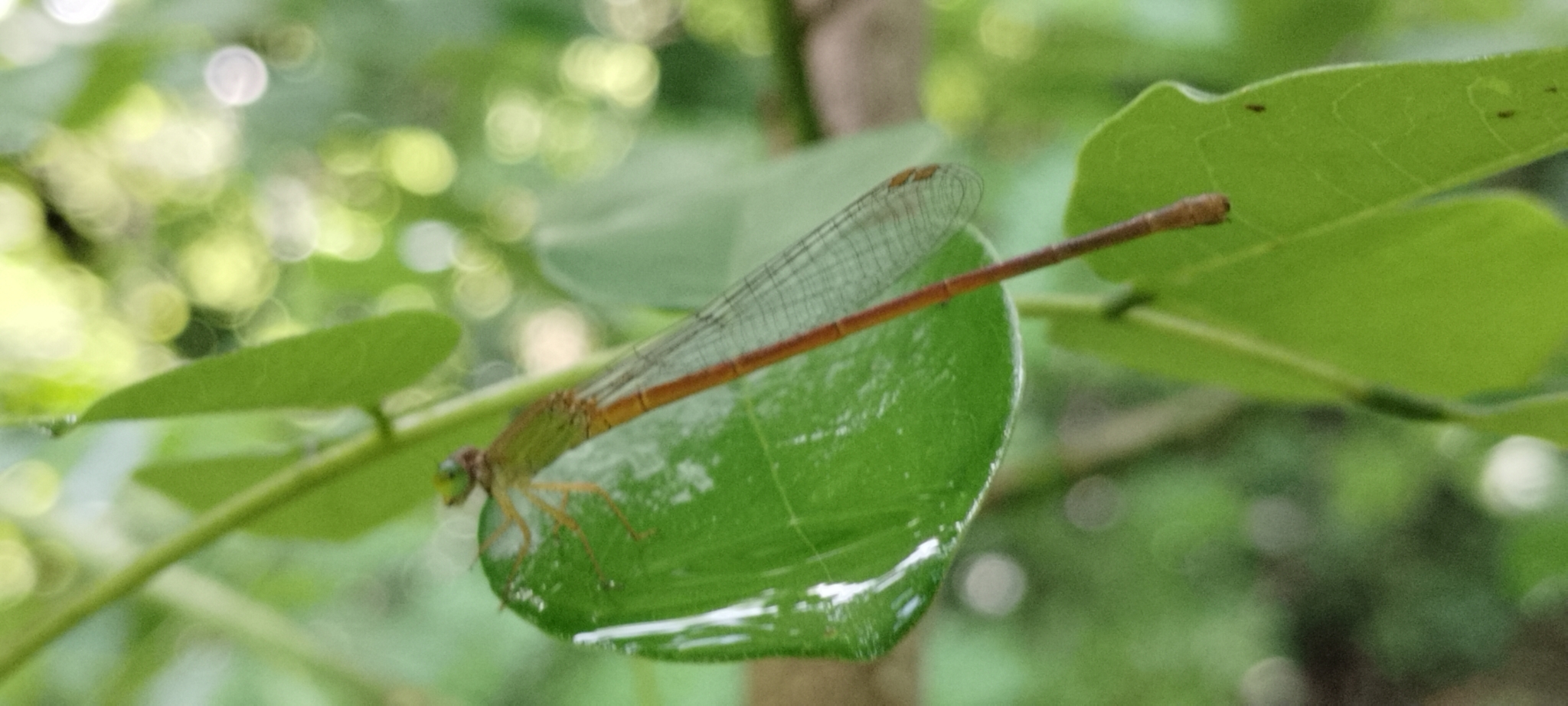 Coromandel Marsh Dart