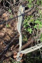 Peniocereus greggii greggii