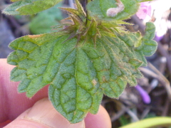 Lamium confertum